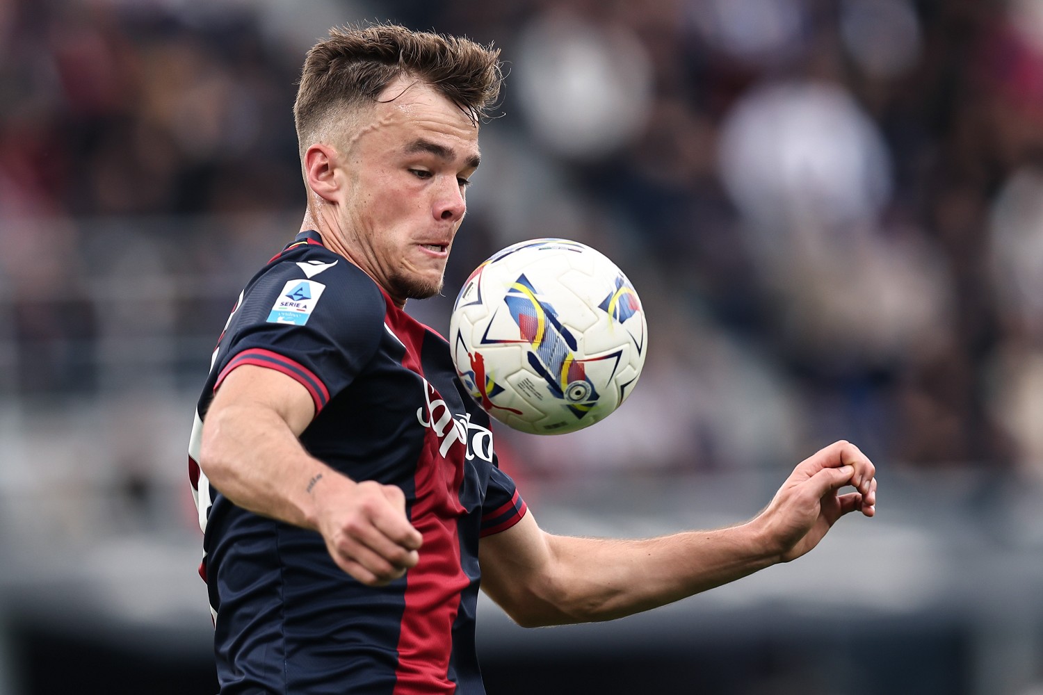 bologna dallinga